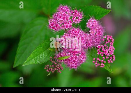 Blühende Spiraea japonica „anthony Waterer“ im Sommergarten. Rosafarbene Blütensträhne Stockfoto