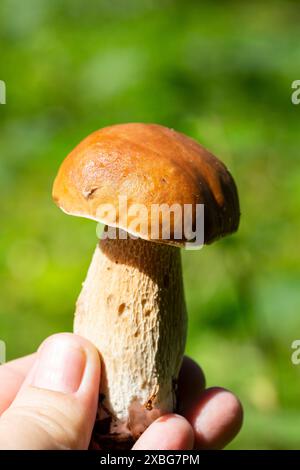 Boletus edulis oder Stachelpilz in der Hand einer Frau vor dem Hintergrund kleiner Tannen in einem Sommerwald. Stockfoto