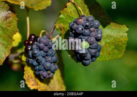 Botanik, rot, Trauben, Blätter, ADDITIONAL-RIGHTS-CLEARANCE-INFO-NOT-AVAILABLE Stockfoto