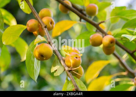 Krabbenbaum voller grüner Apfelfrüchte. Malus baccata. Stockfoto