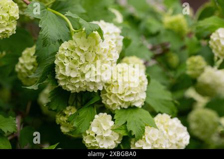 Im Garten blüht dekoratives Viburnum buldenezh (Viburnum Boulle-de-neig, Viburnum opulus Roseum, Schneekugel) Stockfoto
