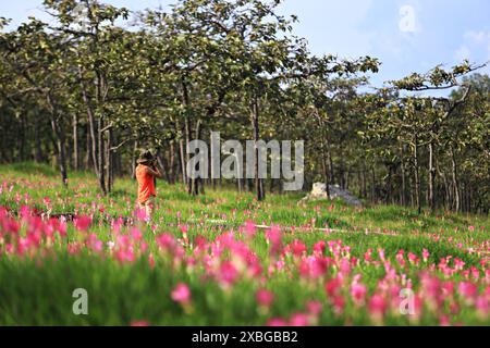 Dok Krachiao Blooming oder Siam-Tulip Festival in Thung Bua Sawan (Sai Thong National Park) Chaiyaphum, Thailand Stockfoto