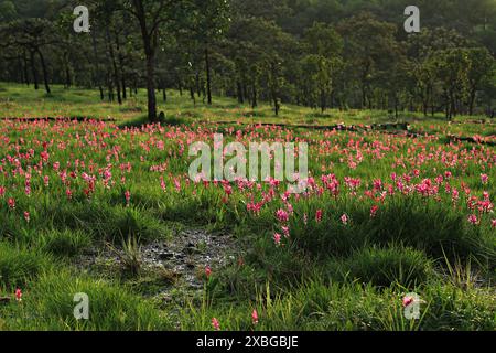 Dok Krachiao Blooming oder Siam-Tulip Festival in Thung Bua Sawan (Sai Thong National Park) Chaiyaphum, Thailand Stockfoto