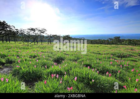 Dok Krachiao Blooming oder Siam-Tulip Festival in Thung Bua Sawan (Sai Thong National Park) Chaiyaphum, Thailand Stockfoto