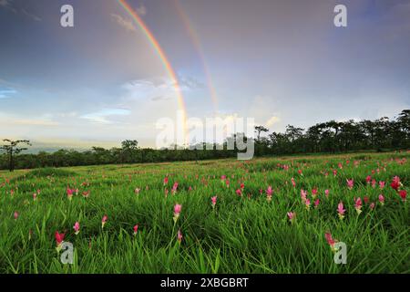 Dok Krachiao Blooming oder Siam-Tulip Festival in Thung Bua Sawan (Sai Thong National Park) Chaiyaphum, Thailand Stockfoto