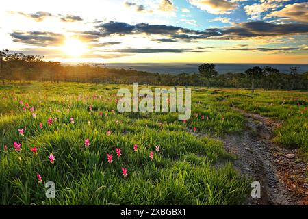 Dok Krachiao Blooming oder Siam-Tulip Festival in Thung Bua Sawan (Sai Thong National Park) Chaiyaphum, Thailand Stockfoto