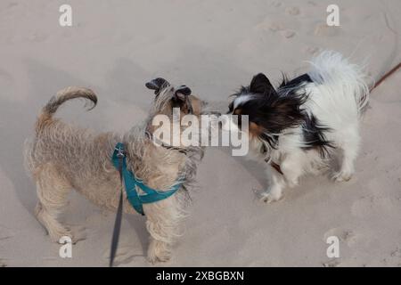 Zwei Hunde, die am Strand interagieren Stockfoto