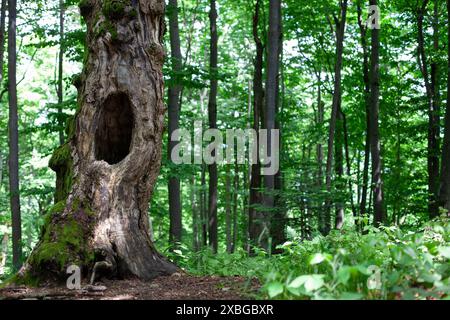 Alter Baumstamm mit Hohlraum im Wald Stockfoto