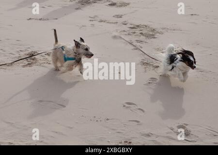 Zwei Hunde spielen am Sandy Beach Stockfoto