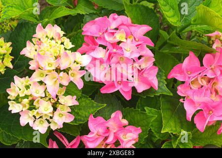 Blassrosa Hortensie in einem Garten, County Pest, Ungarn Stockfoto
