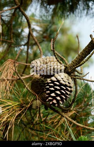 Nahaufnahme von Tannenzapfen in einer Monterey-Kiefer, Pinus radiata. Stockfoto
