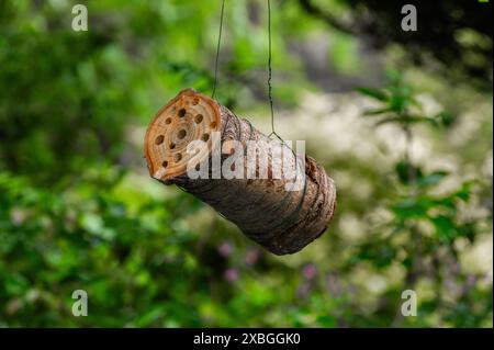 Ein hängender Bienenstamm (Insektenhaus). Der Baumstamm wurde aus einem kleinen Baumstamm hergestellt und hängt an einem Baum. Stockfoto