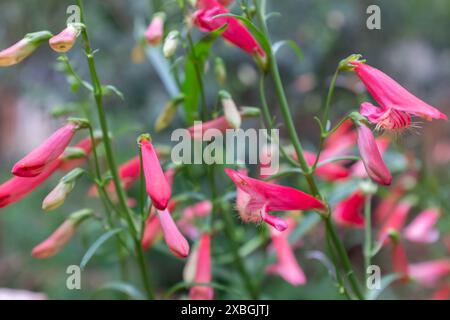 Röhrenförmige Blüten an einem Stamm der scharlachroten Bartzunge (Penstemon barbatus) im Frühling Stockfoto