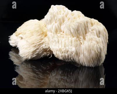 Frische Hericium Pilz auf schwarzem Hintergrund Stockfoto