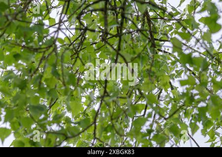 Nahaufnahme der Blätter Eines Populus Nigra Baumes in Amsterdam, Niederlande 6-5-2024 Stockfoto