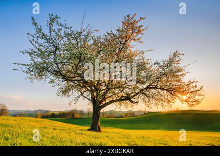 Botanik, einsam blühender Birnenbaum im Frühling bei Sonnenuntergang, Sonnenuntergang, Sonnenuntergänge, Sonnenuntergänge, KEINE EXKLUSIVE VERWENDUNG FÜR FALTKARTEN-GRUSSKARTEN-POSTKARTEN-VERWENDUNG Stockfoto