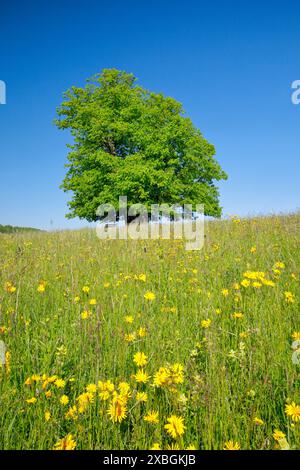 Botanik, Linn Limette, Liegeplatz sehr alte Limette im Blumenfeld unter blauem Himmel, KEINE EXKLUSIVE VERWENDUNG FÜR FALTKARTE-GRUSSKARTE-POSTKARTE-VERWENDUNG Stockfoto