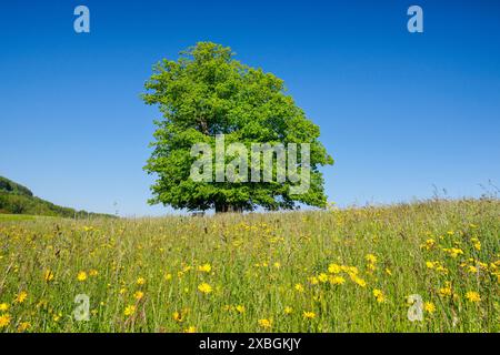 Botanik, Linn Limette, Liegeplatz sehr alte Limette im Blumenfeld unter blauem Himmel, KEINE EXKLUSIVE VERWENDUNG FÜR FALTKARTE-GRUSSKARTE-POSTKARTE-VERWENDUNG Stockfoto