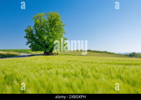 Botanik, Linn Lime, Liegeplatz sehr alte Limette, einsam auf einem Hügel unter blauem Himmel, KEINE EXKLUSIVE VERWENDUNG FÜR FALTKARTEN-GRUSSKARTEN-POSTKARTEN-VERWENDUNG Stockfoto