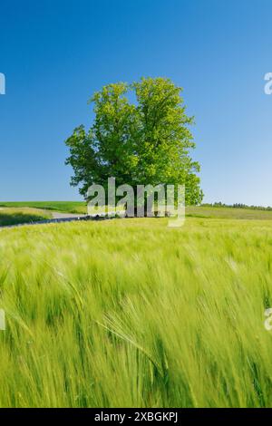 Botanik, Linn Lime, Liegeplatz sehr alte Limette, einsam auf einem Hügel unter blauem Himmel, KEINE EXKLUSIVE VERWENDUNG FÜR FALTKARTEN-GRUSSKARTEN-POSTKARTEN-VERWENDUNG Stockfoto