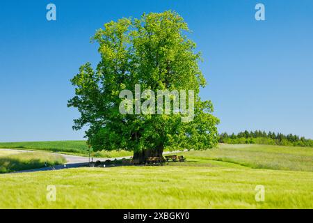 Botanik, Linn Lime, Liegeplatz sehr alte Limette, einsam auf einem Hügel unter blauem Himmel, KEINE EXKLUSIVE VERWENDUNG FÜR FALTKARTEN-GRUSSKARTEN-POSTKARTEN-VERWENDUNG Stockfoto