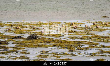 Red Knots (Calidris canutus), die bei Ebbe zwischen Seegras fressen. Foto von der Halbinsel Snaefellsnes, im Westen Islands im Mai. Stockfoto