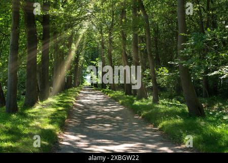 Geographie / Reise, Deutschland, Niedersachsen, Landschaftsgarten und Schlosspark, Lütsburg, ADDITIONAL-RIGHTS-CLEARANCE-INFO-NOT-AVAILABLE Stockfoto