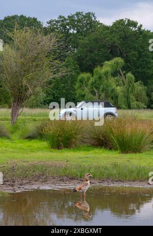 Richmond Park, London, Großbritannien. Juni 2024. Ägyptischer Gänseteich, der an einem grauen Sommermorgen im Richmond Park mit einem vorbeifahrenden Auto weht. Quelle: Malcolm Park/Alamy Live News Stockfoto