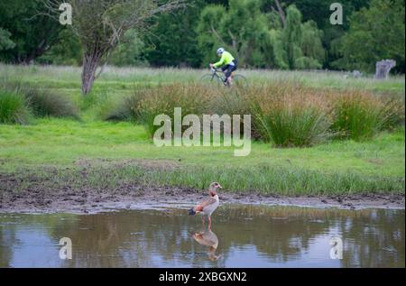 Richmond Park, London, Großbritannien. Juni 2024. Ägyptischer Gänseteich, der an einem grauen Sommermorgen im Richmond Park mit einem vorbeifahrenden Radfahrer weht. Quelle: Malcolm Park/Alamy Live News Stockfoto