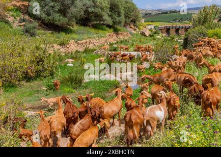 Granada, Spanien: 19. April 2024: Ziegen auf einem Bauernhof in Andalusien, Granada, Spanien Stockfoto