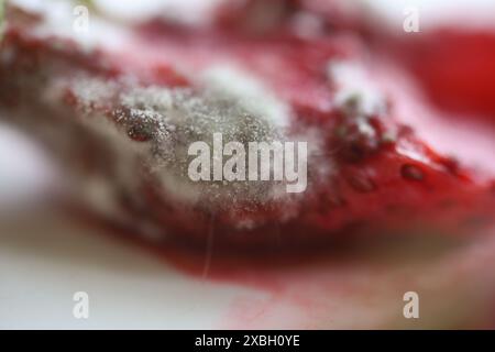 Weißer Schimmel, Schimmelstruktur in Makros, verdorbene Lebensmittel, Früchte und Beeren Stockfoto