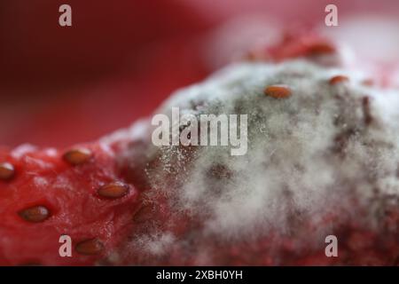 Weißer Schimmel, Schimmelstruktur in Makros, verdorbene Lebensmittel, Früchte und Beeren Stockfoto