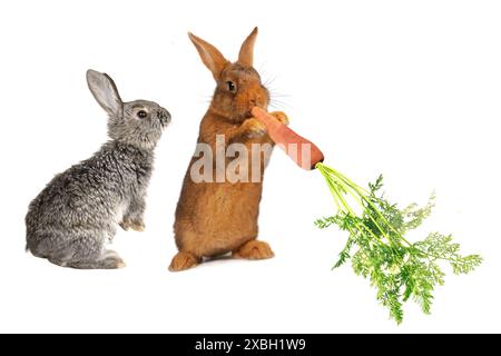 Zwei Kaninchen mit Karotte isoliert auf weißem Hintergrund Stockfoto