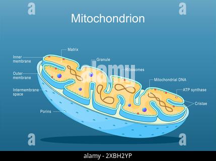 Mitochondrienstruktur. Zur Anatomie des Motochondrions. Querschnitt des Motochondrions. Nahaufnahme von Ribosomen, ATP-Synthase, Cristae, Granulat Stock Vektor