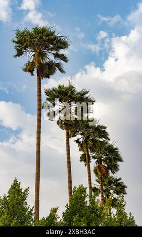 Sehr hohe Palmen in einem öffentlichen Park. Stockfoto