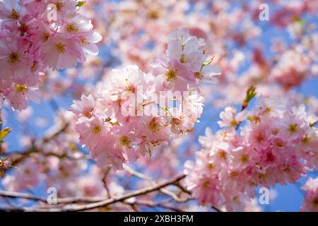 Japanische Kirschblüten im Frühling vor einem hellblauen Himmel Stockfoto