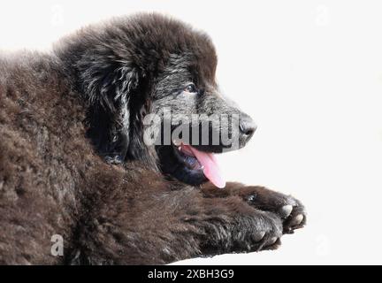 Schwarze Neufundländer Welpen vor weißem Hintergrund Stockfoto