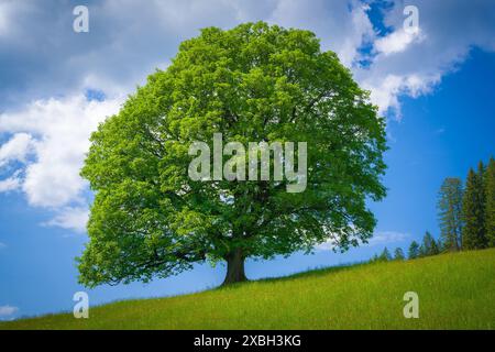 Majestätischer einsamer Baum mit grünen Blättern auf einem Grashang vor blauem Himmel mit Wolken in den Alpen, Österreich Stockfoto