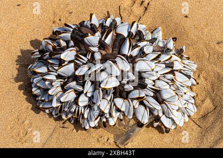 Eine Gruppe von Schwanenhals- oder pelagischen Nakeln, die bei Ebbe an der Westküste von Playa de Berria, Santona, Kalabrien, Spanien angespült werden. Stockfoto