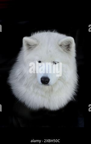 samoide Hunde auf schwarzem Hintergrund Stockfoto