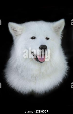 samoide Hunde auf schwarzem Hintergrund Stockfoto