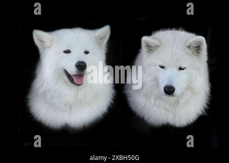 samoide Hunde auf schwarzem Hintergrund Stockfoto