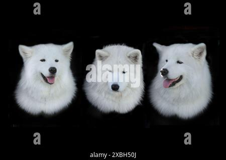 samoide Hunde auf schwarzem Hintergrund Stockfoto