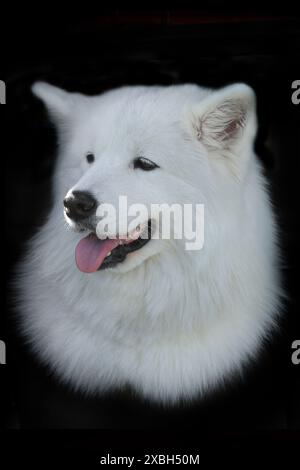 samoide Hunde auf schwarzem Hintergrund Stockfoto