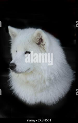 samoide Hunde auf schwarzem Hintergrund Stockfoto