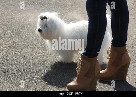 Schöne weiße Bichon Malteserin mit den Füßen der Frau Stockfoto