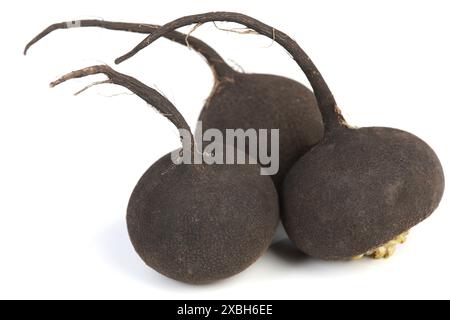 Schwarzer Rettich auf weißem Hintergrund Stockfoto