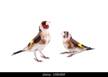 Zwei Goldfinken auf weißem Hintergrund Stockfoto