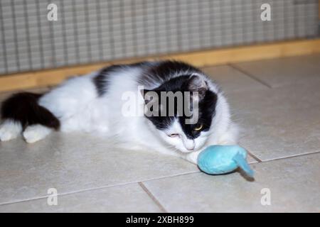 Ein kleiner bis mittelgroßer Felidae Fleischfresser mit schwarz-weißem Fell, der auf dem Boden neben einem Spielzeug liegt. Die Katzenschnurrhaare, Schnauze, Schwanz und Augen sind Vis Stockfoto