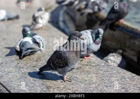 Eine Gruppe von Tauben trinkt gemütlich Wasser aus einem Stadtbrunnen, während ihre Federn im Sonnenlicht leuchten, während sie ihre Schnäbel tauchen Stockfoto